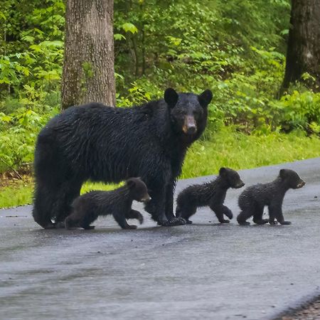Time To Cuddle, Wifi, Near Pigeon Forge, 1089 Free Tickets Each Paid Day, Dollywood And More Exteriör bild